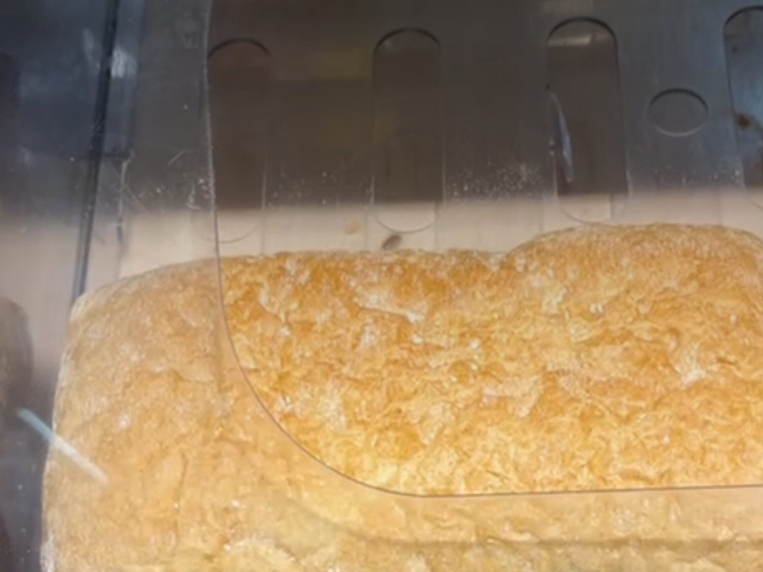 Насекомые делят один прилавок с товаром в одном из челябинских магазинов