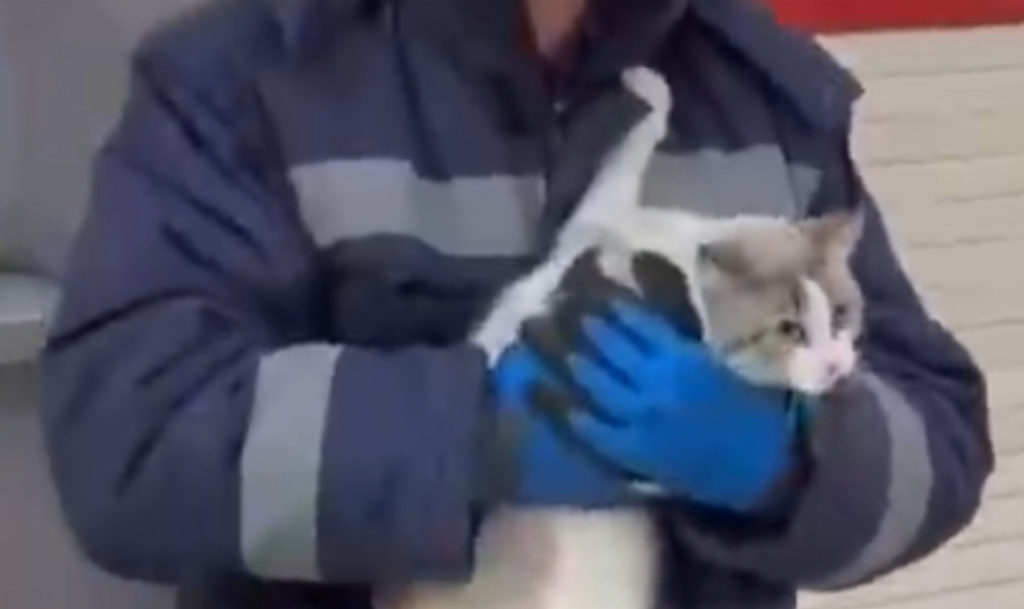 Четыре дня кошка просидела на дереве по ул. Артиллерийской в Челябинске!