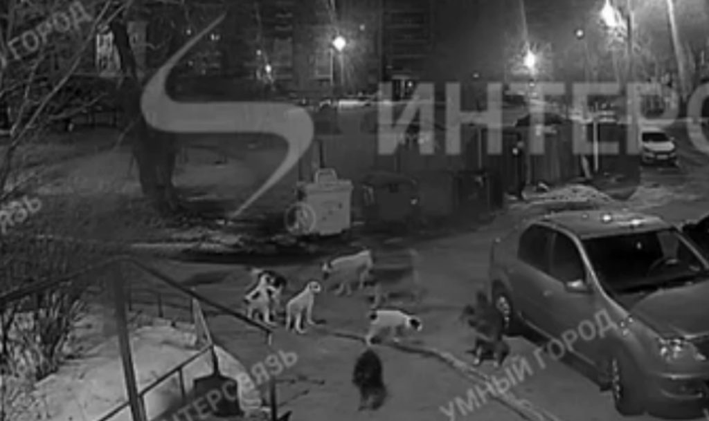 Собак на детской площадке больше, чем детей!