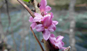 В таганайских лесах волчеягодник смертельный зацвёл на три недели раньше