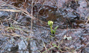 Рекорды на Таганае: в нацпарке появились калужницы