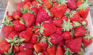 В Челябинскую область завезли первую партию клубники из Киргизии