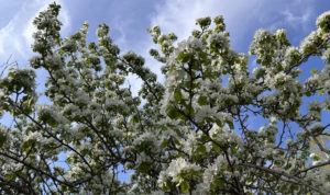 Южноуральцев ждёт теплый и сухой май
