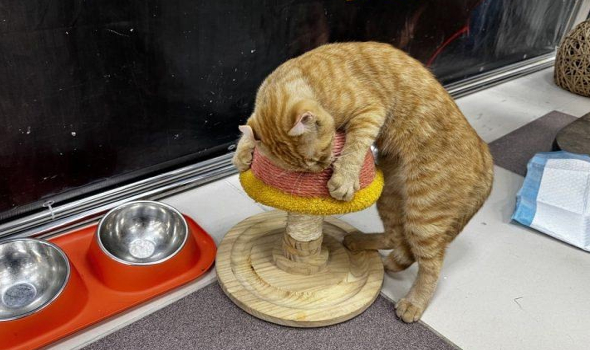 Выставка кошек в Миассе работала без лицензии