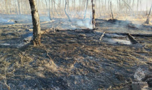 Южноуралец устроил лесной пожар возле села Хуторка