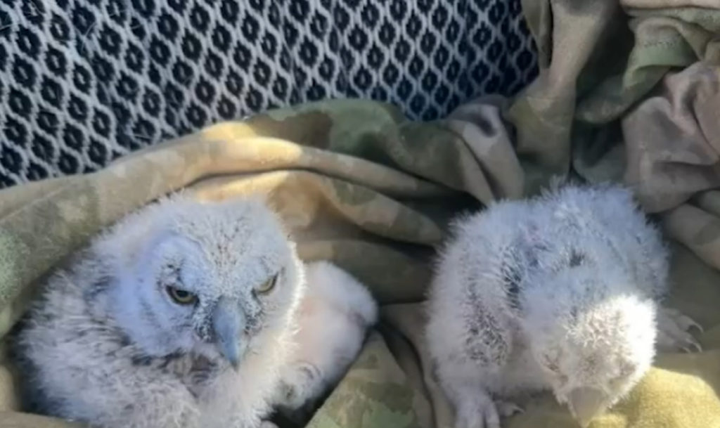 Совята остались без дома после того, как люди спилили дерево и не заметили их гнездо