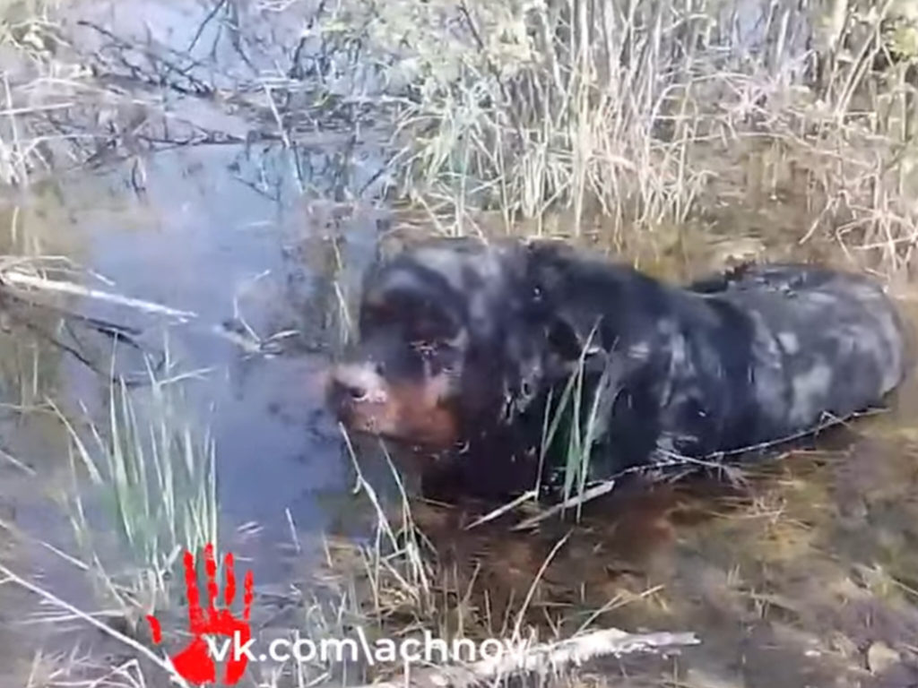 В Еткульском районе нашли пожилого ротвейлера со страшными ранами 