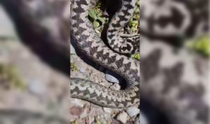 В Нижнем Уфалее гадюка напала на ребенка