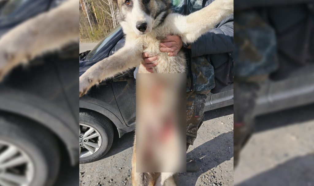 Полиция нашла водителя, который сбил собаку в Снежинске