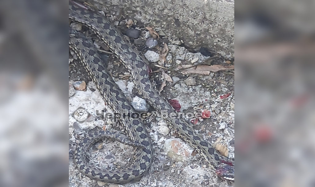 Пес спас хозяина от змеи!