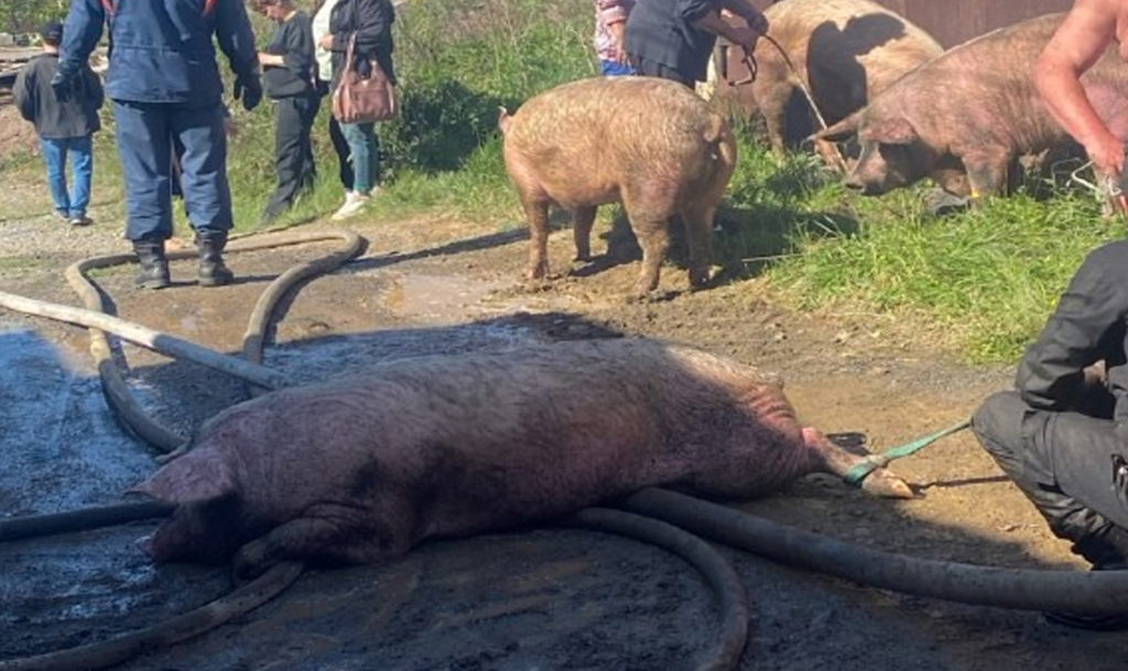 Люди тащили обгоревших свиней! Жуткий пожар в саткинском ГСК на улице Пролетарской