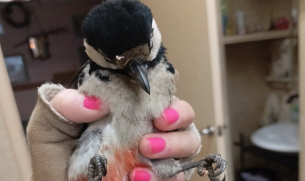 Раненую птицу выхаживают в Озерске