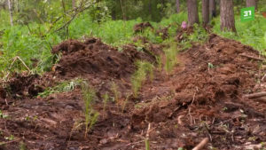 Челябинцы поддержали международную акцию «Сад Памяти»