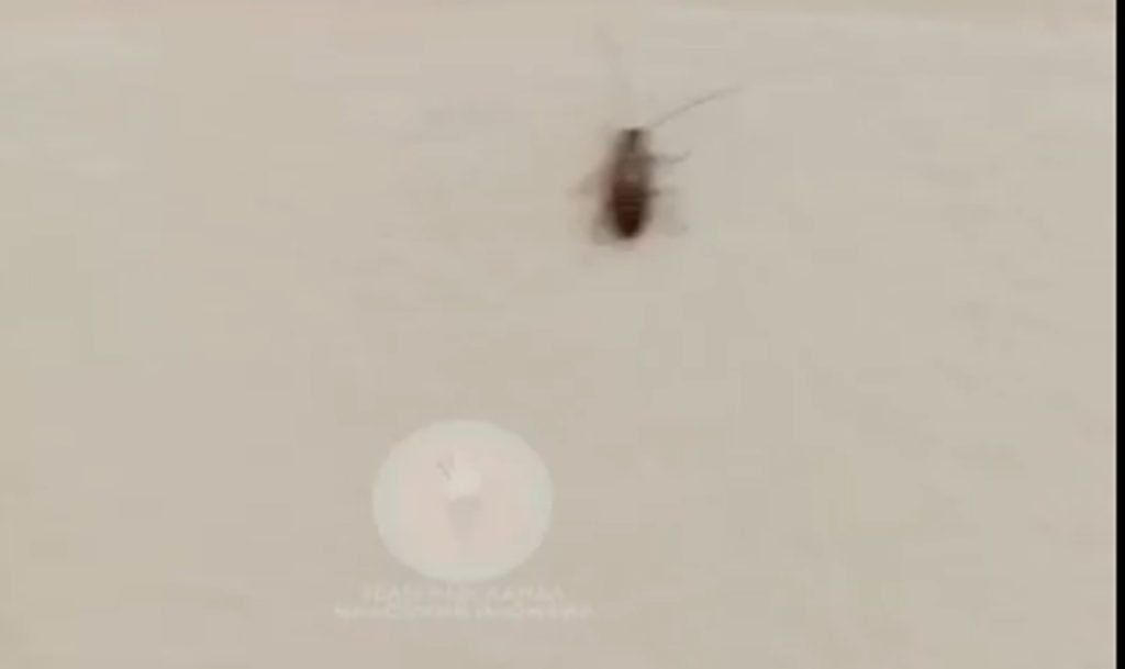 Питаться в столовую, видимо, ходят не только дети, но и тараканы!