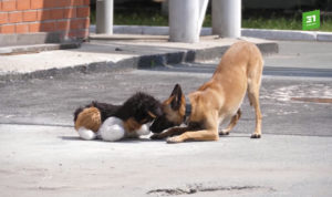В регионе с помощью служебных собак было раскрыто почти 200 преступлений за полгода