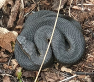 на Таганае активизировались змеи