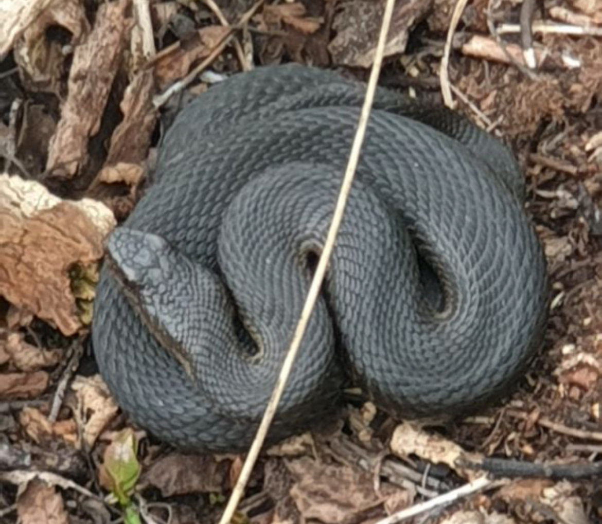 на Таганае активизировались змеи