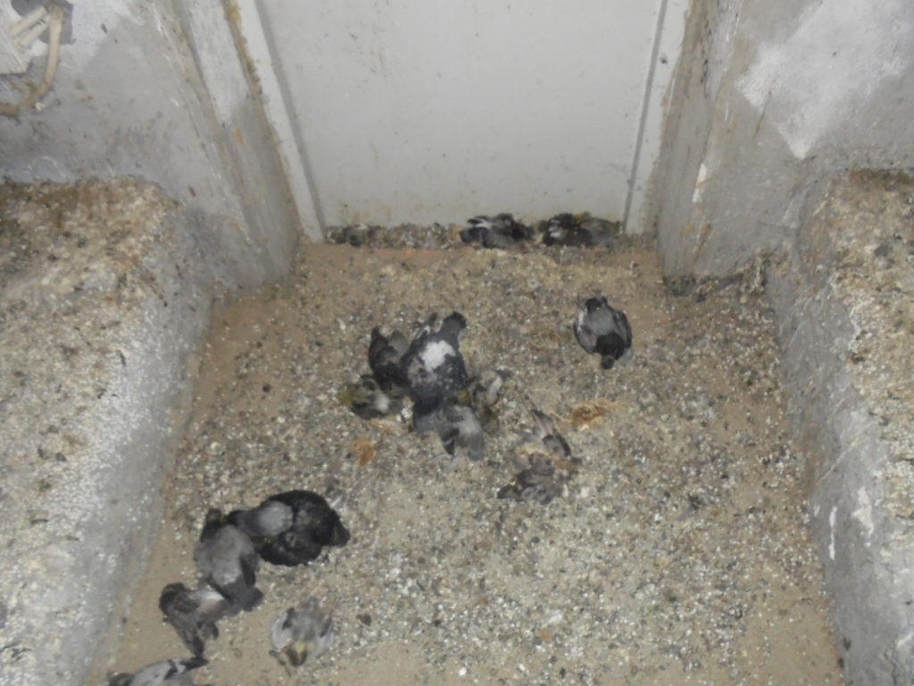 Женщина насчитала порядка 70 мертвых птиц