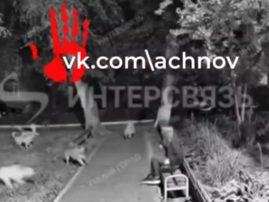 Челябинка сумкой отбилась от стаи собак, которая попыталась на неё напасть