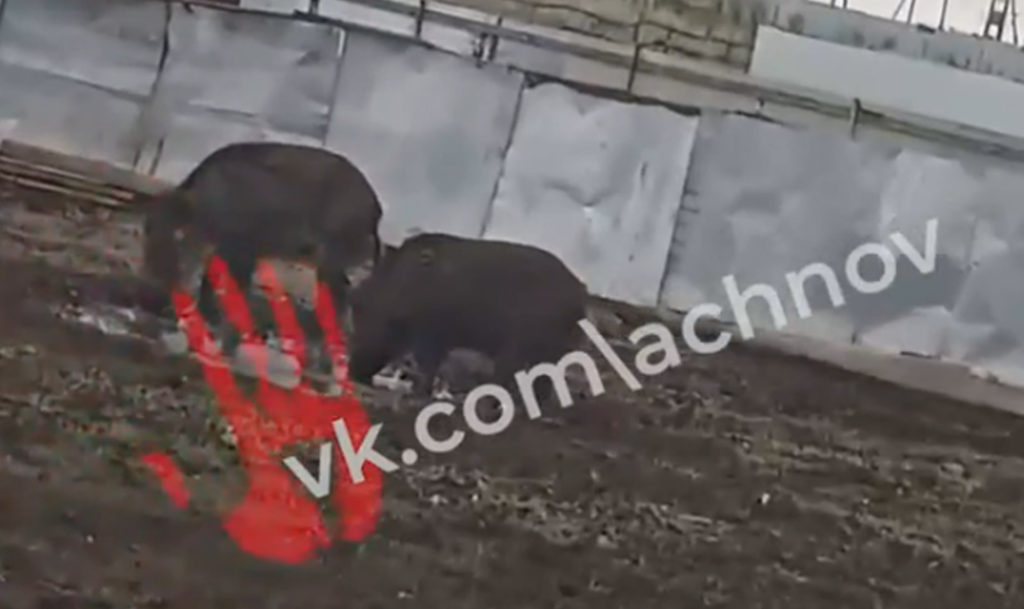 Изрыли землю вдоль забора и рвутся наружу! Житель Давлетбаево завел в своем дворе диких кабанов