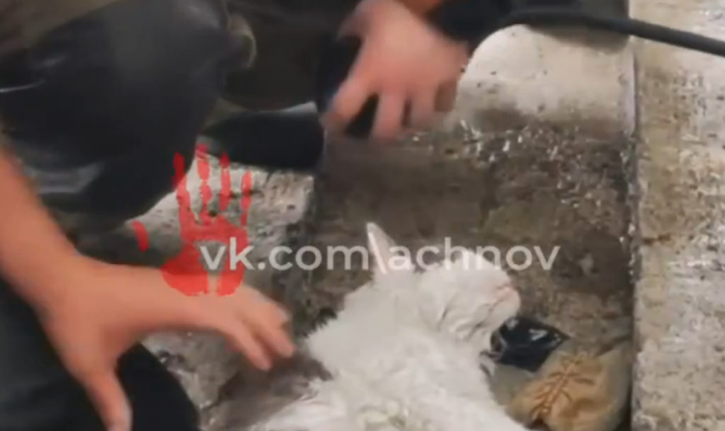 Пожарные, которые тушили квартиру на улице Новороссийской в Челябинске, спасли там двух котов