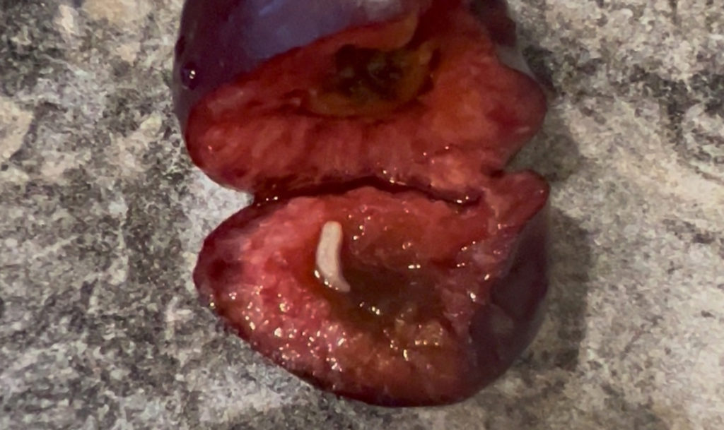 Все полкило перебирать? Червивую черешню продали южноуральцу на одном из рынков!