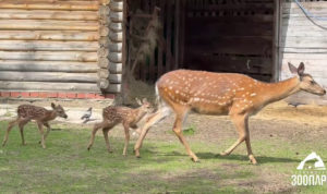 В челябинском зоопарке пополнение: родилось сразу двое оленят