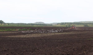 В посёлке Роза проводят работы по запашке помета