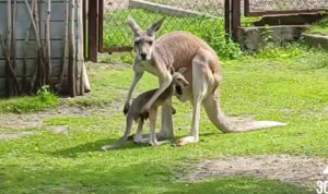 В челябинском зоопарке родился кенгурёнок