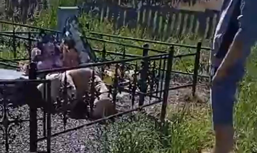 Полиция установила личности вандалов, которые разгромили кладбище в снежинском поселке Ближний Береговой