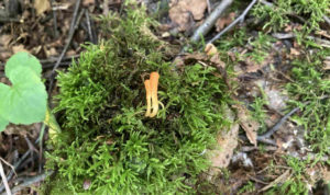 В таганайском лесу обнаружили гриб, который убивает куколок бабочек