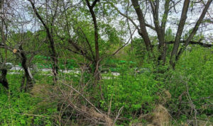 Рядом с челябинским бором обустроят проезд к стадиону и спортшколе