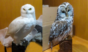 Необычные товары изъяла челябинская таможня