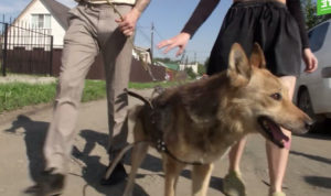 Зооприют месяц не отдает хозяевам потерянную собаку