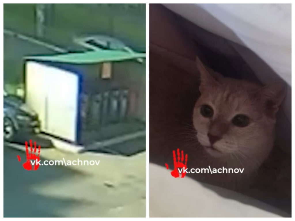 В Челябинске девушка выбросила в мусорку мусорку больного онкологией кота 