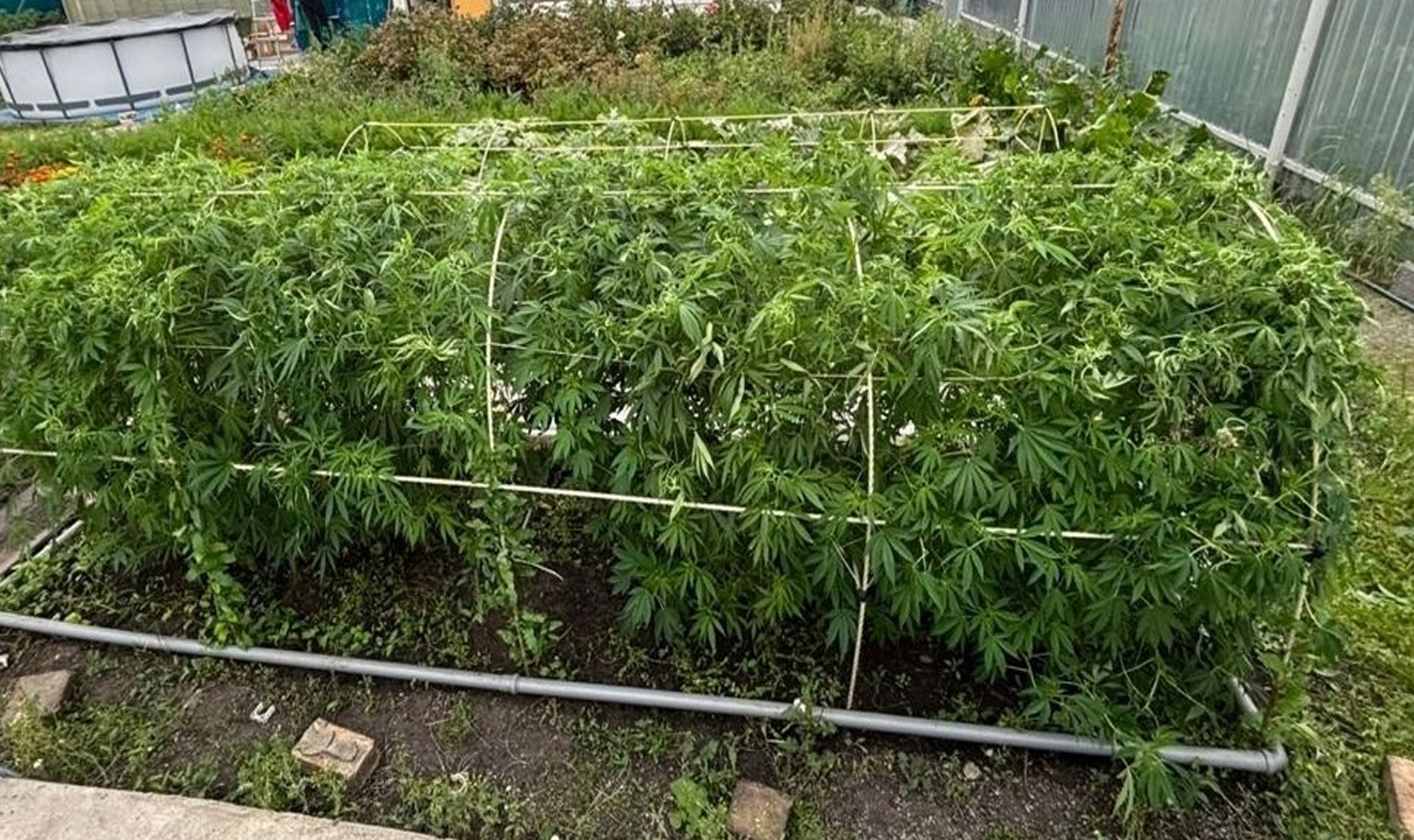 Даже не маскировал! Челябинец рассадил по саду коноплю на грядках