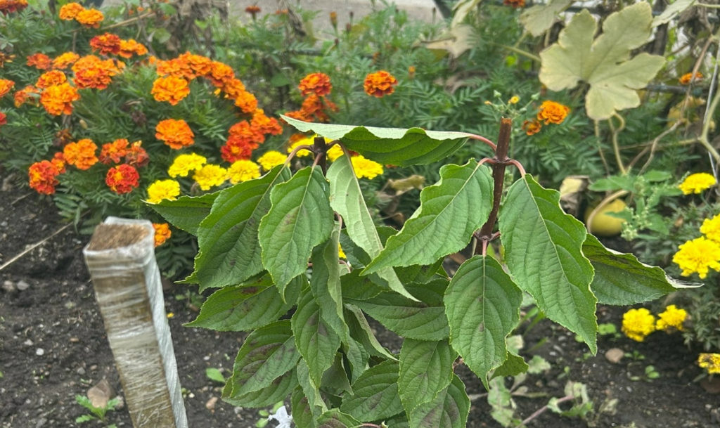 Парень ободрал газон, чтобы собрать букет