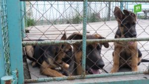 Щенки на обучении в ГУФСИН