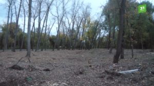 Деревья на Заячьем острове