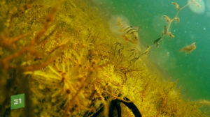 Подводный мир