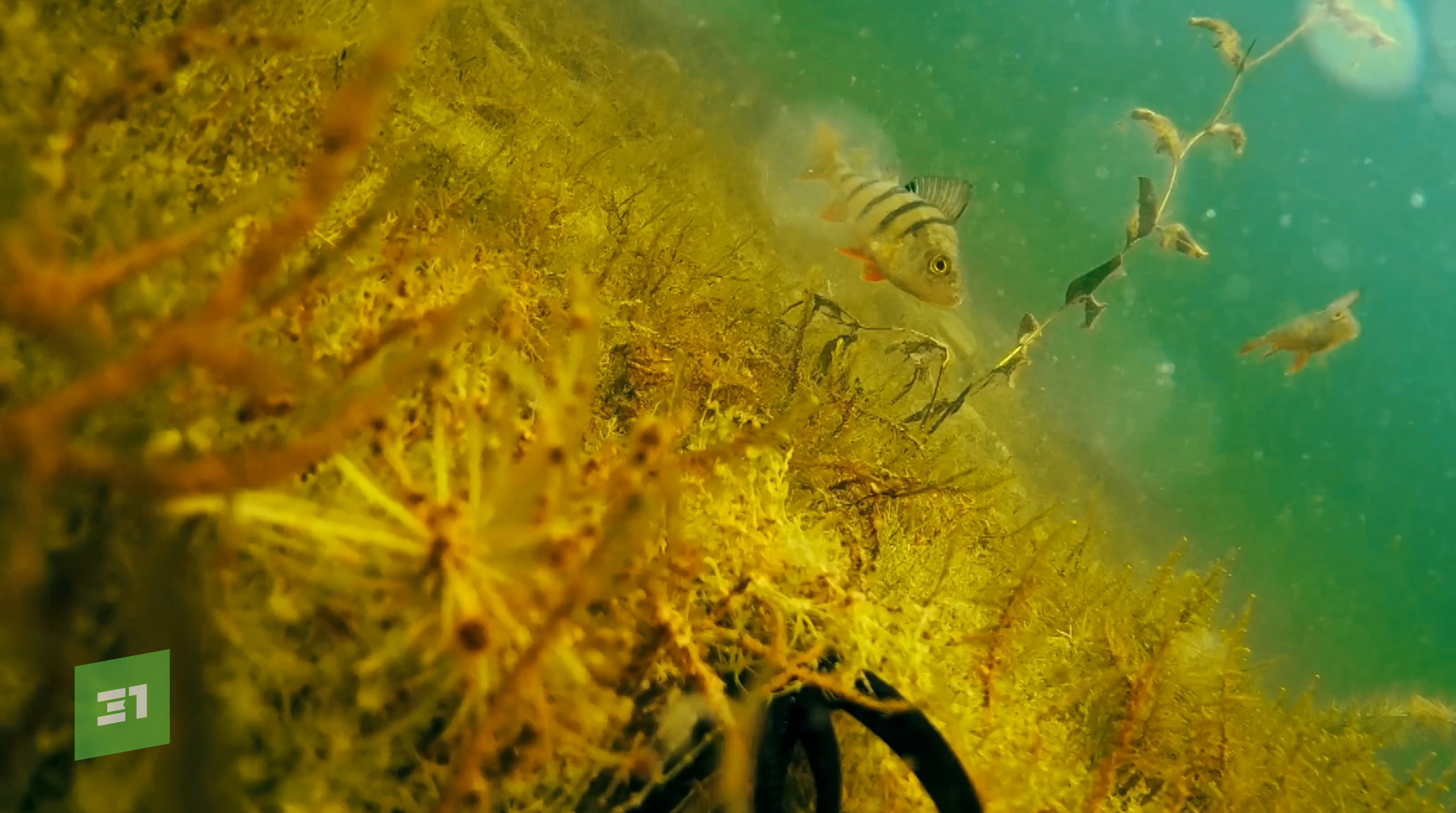 Подводный мир