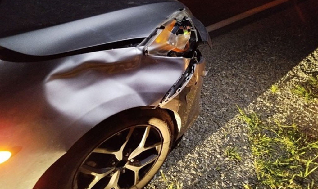 Полиция ищет хозяина коровы, которая гуляла одна по трассе и попала под машину