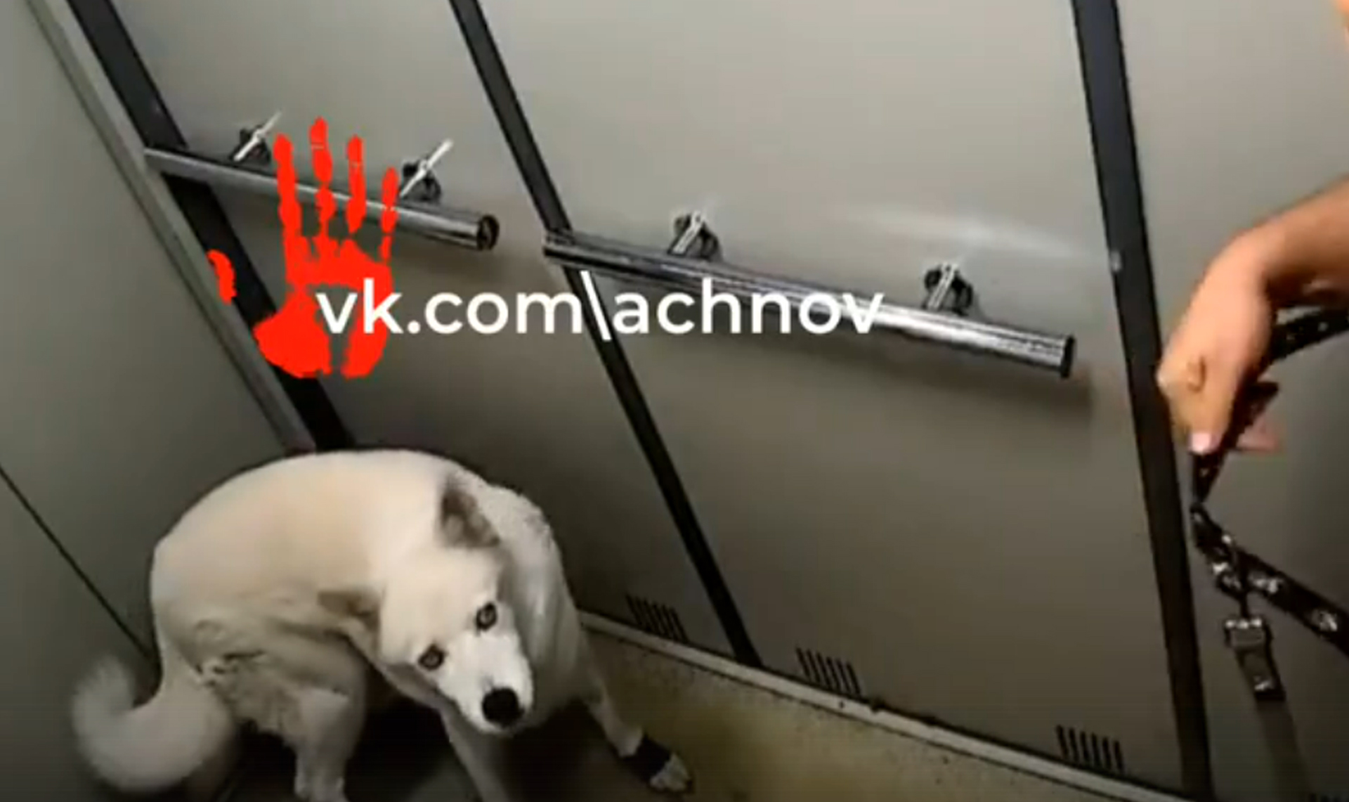 Жестокий хозяин ударил свою собаку в лифте, а та испугалась и не дотерпела до улицы!