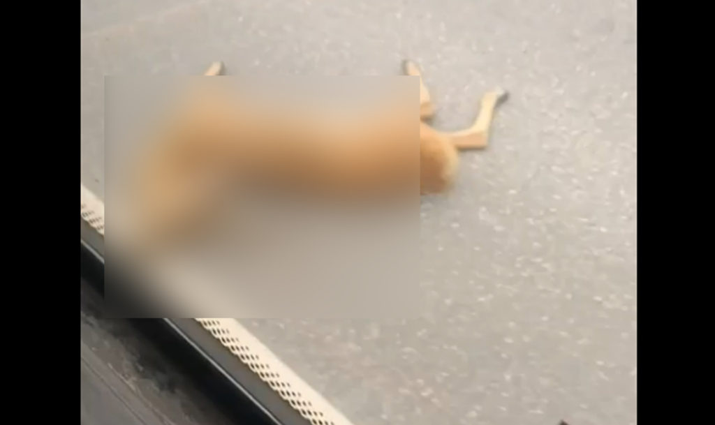 Сбили косулю на трассе в Челябинской области