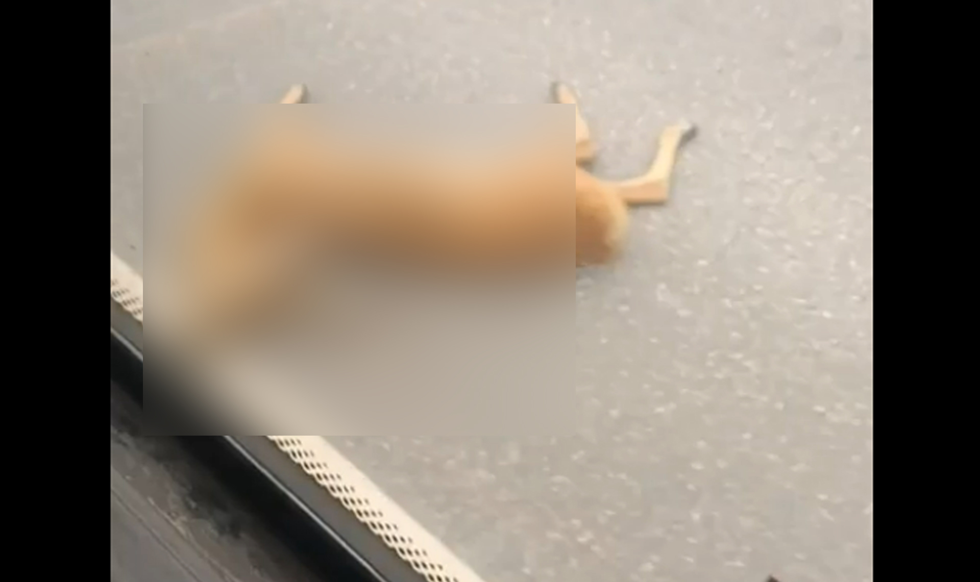 Сбили косулю на трассе в Челябинской области