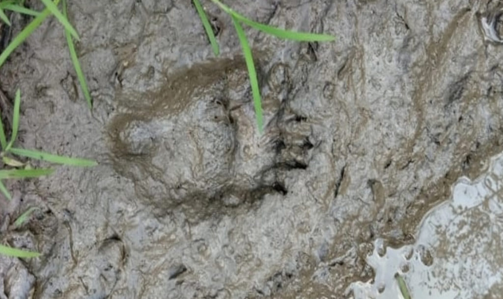 Медвежья тема продолжается?! Очередные новости о косолапом в этот раз появились в Ашинском районе