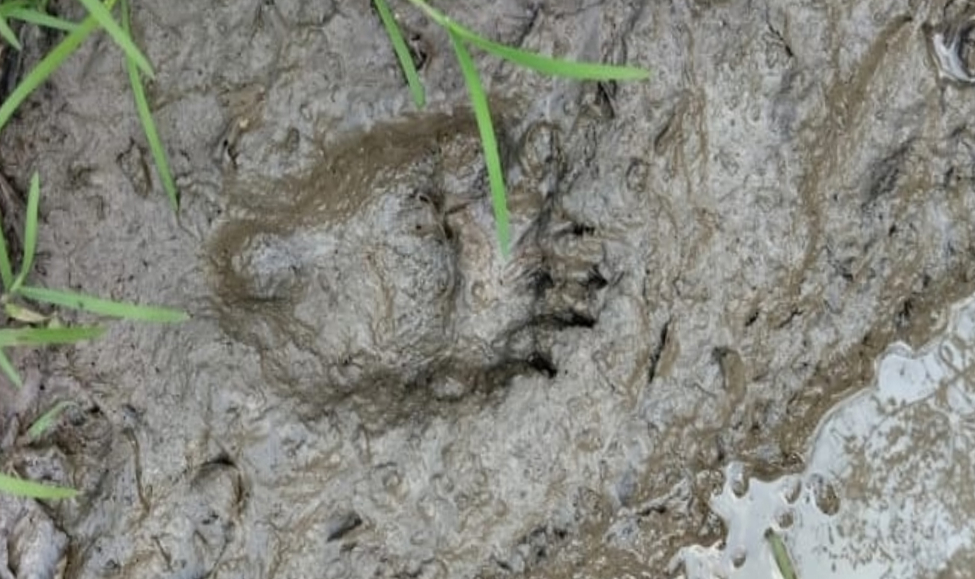 Медвежья тема продолжается?! Очередные новости о косолапом в этот раз появились в Ашинском районе