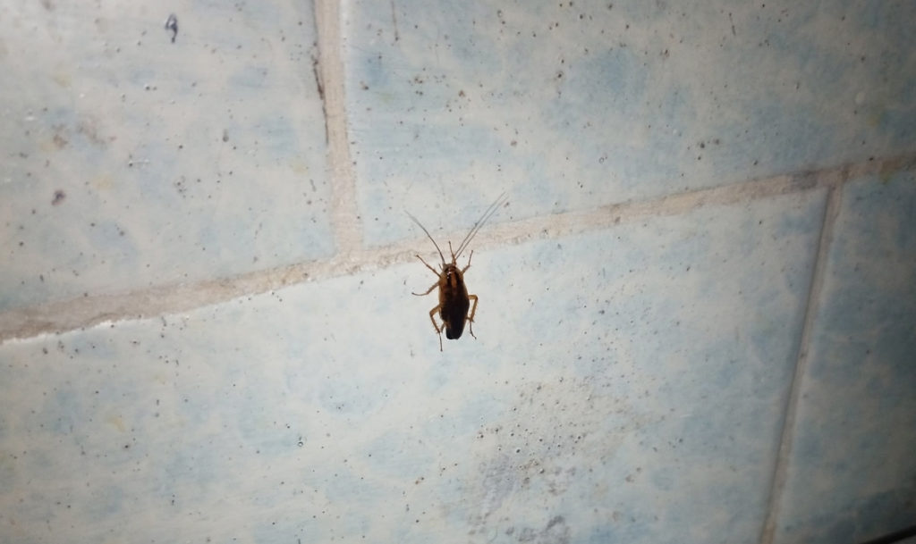 Тараканы завелись в одном из образовательных учреждений Златоуста