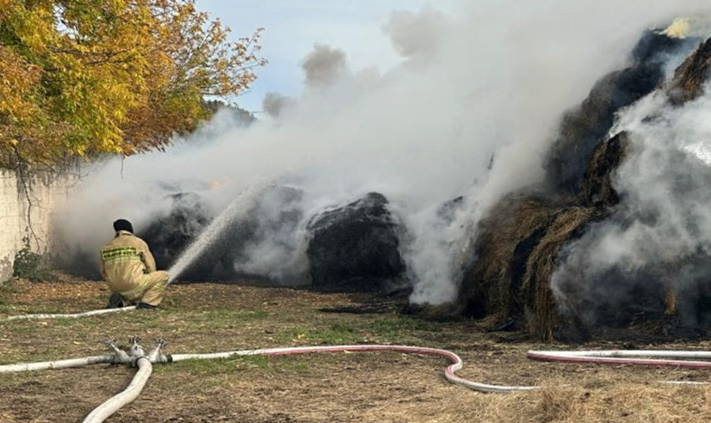 Животные остались без пропитания в поселке Александровском Верхнеуральского района