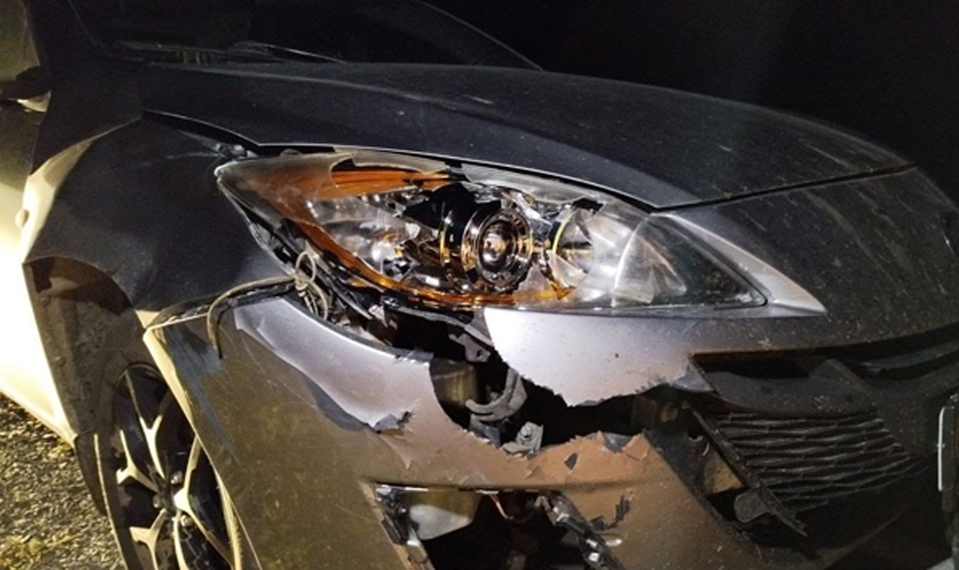 Полиция ищет хозяина коровы, которая гуляла одна по трассе и попала под машину